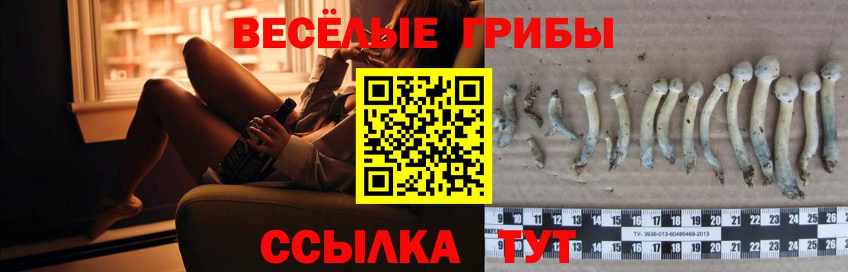 Псилоцибиновые грибы Psilocybine cubensis  Вход с VPN  Кимовск 
